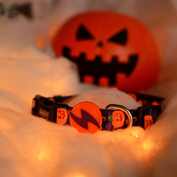 Dashi Pumpkin Collar – Halloween-Themed Adjustable XS Collar with Festive Pumpkin Design