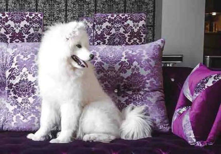 Hydra Grooming Cosmetics Discovery Set – 4 Shampoos, Mask, Leave-In Conditioner Sampler