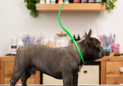 Jelly Pet Grooming Loop – Waterproof Professional Leash, 1.3cm x 60cm, Blue, Durable Design