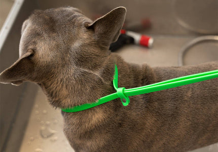 Jelly Pet Grooming Loop – Waterproof Professional Leash, 1.3cm x 60cm, Blue, Durable Design