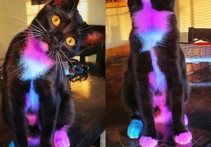 OPawz Semi-Permanent Pet Hair Dye Flash Yellow – Vibrant Long-Lasting Color Cream, 150g Tube