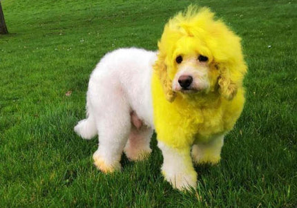 OPawz Semi-Permanent Pet Hair Dye Flash Yellow – Vibrant Long-Lasting Color Cream, 150g Tube