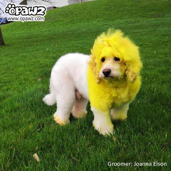 OPawz Semi-Permanent Pet Hair Dye Flash Yellow – Vibrant Long-Lasting Color Cream, 150g Tube