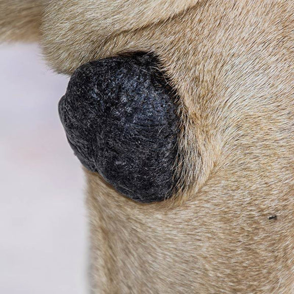 Dr. Lucy Home No. 7 Care Cream – Nourishing Formula for Dry Paws, Nose, Elbows, 100g