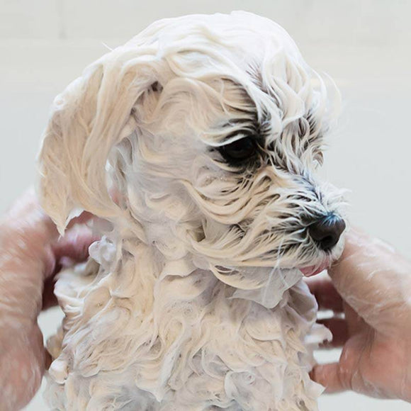 Dr. Lucy HOME No. 1 Shampoo – Gentle Formula for Long-Haired Coats, 250ml