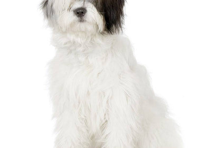 Dr. Lucy HOME No. 2 Wire Coat Shampoo 250ml – Gentle Cleansing Formula, Moisturizing Care