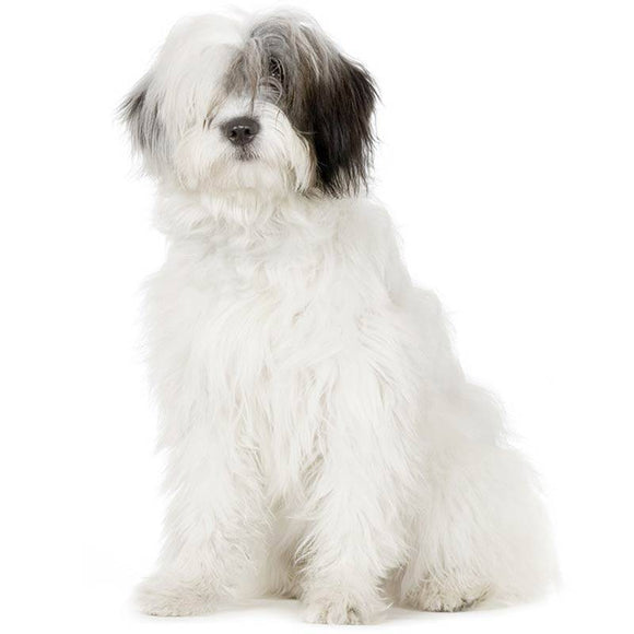 Dr. Lucy HOME No. 2 Wire Coat Shampoo 250ml – Gentle Cleansing Formula, Moisturizing Care