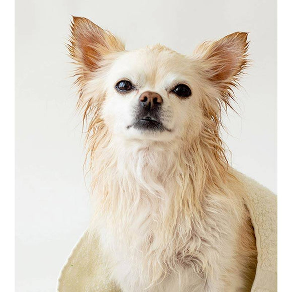 Dr. Lucy PRO Hair Repair Shampoo – Restorative Formula for Damaged Long Silky Coats, 250ml