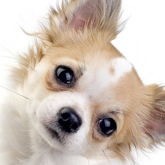 Dr. Lucy PRO Hypo C Conditioner – Hypoallergenic Moisturizing Formula, 250ml Bottle