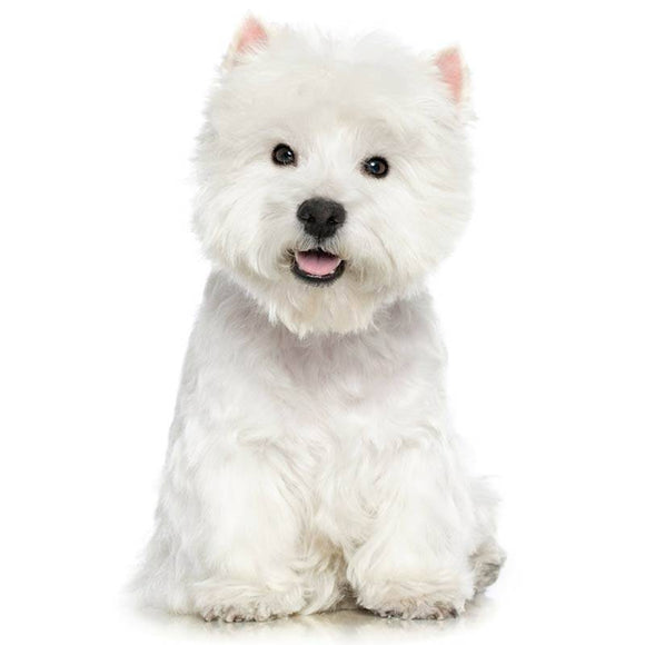 Dr. Lucy PRO Whitener Powder – Stain-Removing Whitening Formula, 120g, Brightens Coats