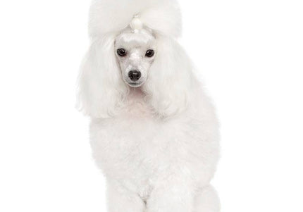 Dr. Lucy PRO Rigidy Lotion – Hair Stiffening Styling Lotion, 250ml, Long-Lasting Hold