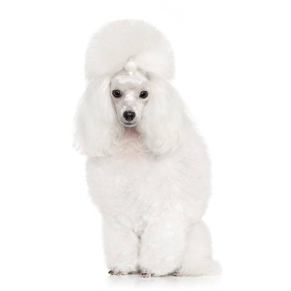 Dr. Lucy PRO Rigidy Lotion – Hair Stiffening Styling Lotion, 250ml, Long-Lasting Hold