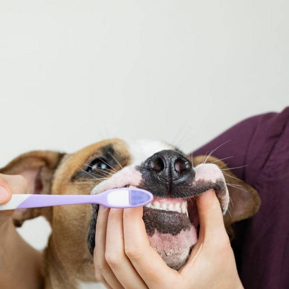 Auna Natural Pet Toothpaste 30ml – Gentle Cleansing Formula with Herbal Extracts