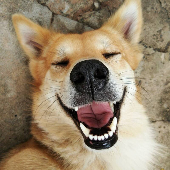 Auna Natural Pet Toothpaste 30ml – Gentle Cleansing Formula with Herbal Extracts