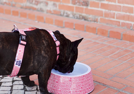 Dashi La Casa De Papel Gang Melamine Bowl – Large, Durable Money Heist Theme