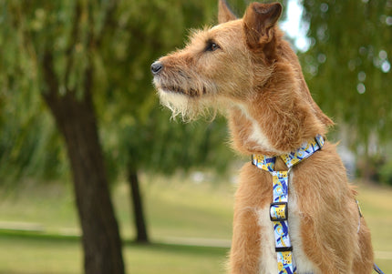 Dashi Nebula Back Harness – Blue and Yellow Abstract Pattern, Small Size, Secure Fit