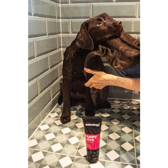 Animology Puppy Love Gentle Shampoo – Mild Cleansing Formula, 250ml Bottle