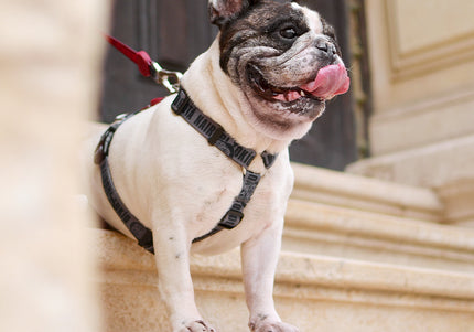 Dashi La Casa De Papel Melted Back Harness – Adjustable Graphite Guard Dog Harness, Large Size