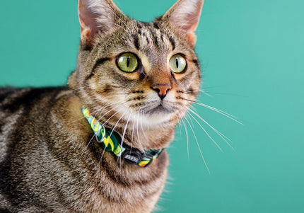 Dashi Avocado Cat Collar – Soft Adjustable Collar with Fun Avocado Pattern