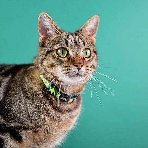 Dashi Avocado Cat Collar – Soft Adjustable Collar with Fun Avocado Pattern