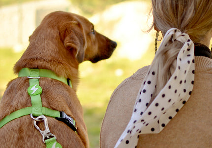 Dashi Solid Back Harness Green – Adjustable Guard Dog Harness, Medium Size, Durable Design