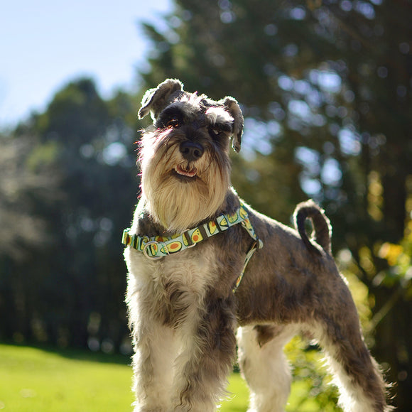 Dashi Avocado Front Harness – Norwegian No-Pull Dog Harness, Avocado Pattern, Medium Size