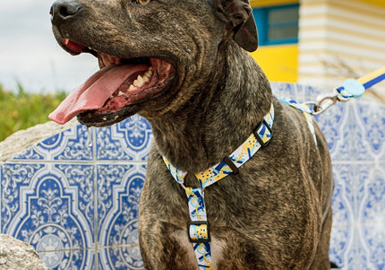 Dashi Nebula Back Harness – Blue and Yellow Abstract Pattern, Small Size, Secure Fit