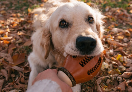 PetSafe Busy Buddy Chompin' Chicken Dog Chew Toy – Chicken Leg Shape, Small/Medium, Durable Design
