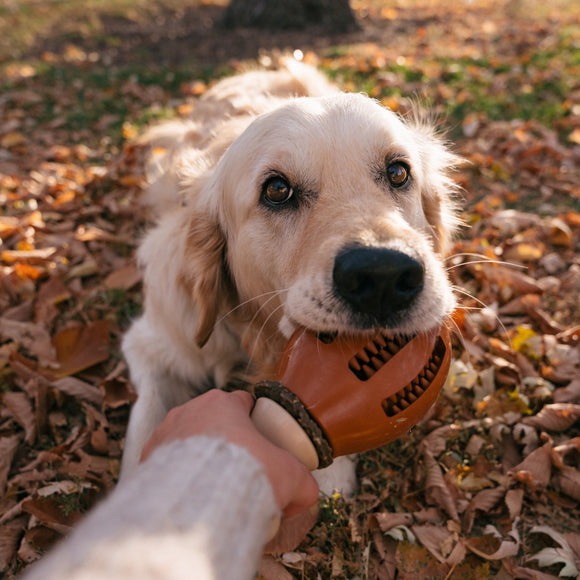 PetSafe Busy Buddy Chompin' Chicken Dog Chew Toy – Chicken Leg Shape, Small/Medium, Durable Design