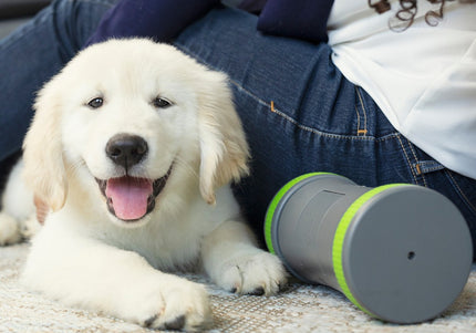 PetSafe Kibble Chase Roaming Treat Dispenser – Interactive Rolling Treat Toy, Engaging Play Design