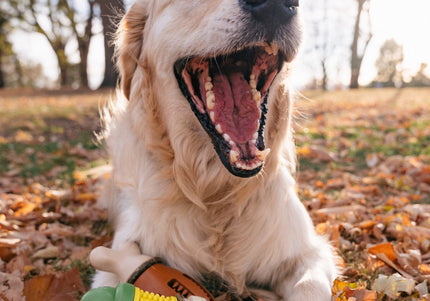 PetSafe Busy Buddy Cravin' Corncob Chew Toy – Durable Corn Design, Small/Medium Size