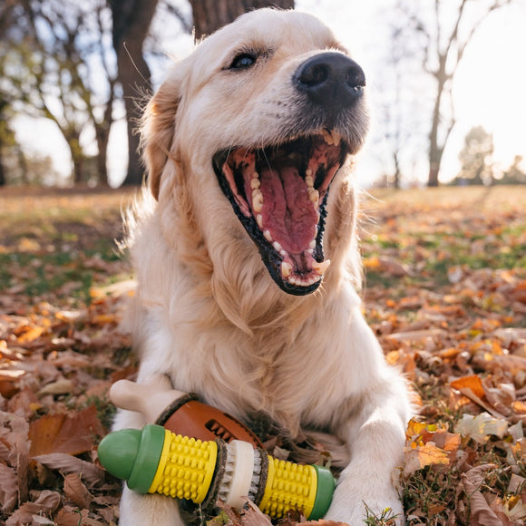 PetSafe Busy Buddy Cravin' Corncob Chew Toy – Durable Corn Design, Small/Medium Size