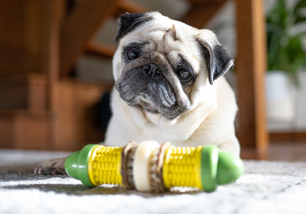 PetSafe Busy Buddy Cravin' Corncob Chew Toy – Durable Corn Design, Small/Medium Size