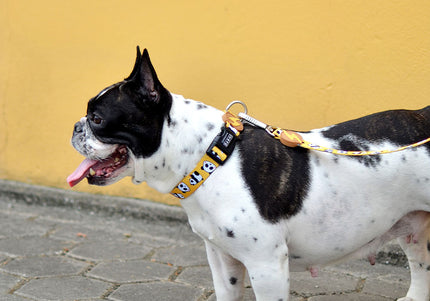 Dashi Snooze Collar – Small Size Dog Collar with Panda Pattern, Soft and Durable Design