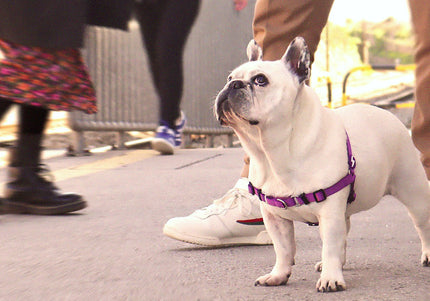 Dashi Solid Front Harness Purple – No-Pull Norwegian Dog Harness, Large, Durable Design