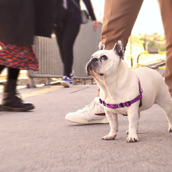 Dashi Solid Front Harness Purple – No-Pull Norwegian Dog Harness, Large, Durable Design