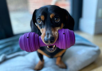 PetSafe Busy Buddy Chuckle Dumbbell Chew Toy – Durable Interactive Design, Entertaining Shape