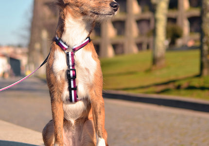 Dashi Stripes Back Harness – Adjustable Guard Dog Harness, Purple and Black, Medium Size