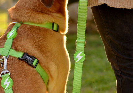 Dashi Solid Back Harness Green – Adjustable Guard Dog Harness, Medium Size, Durable Design