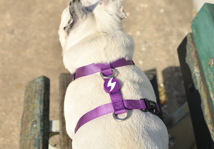 Dashi Solid Back Harness Purple – Adjustable Guard Dog Harness, Large Size, Durable Design