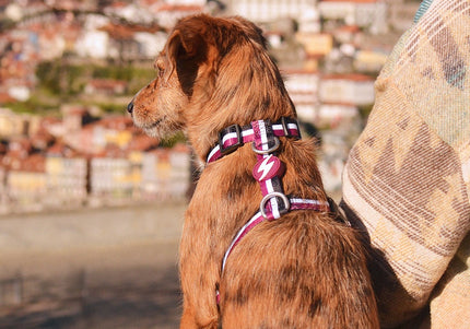 Dashi Stripes Back Harness – Adjustable Guard Dog Harness, Purple and Black, Medium Size