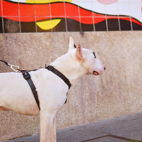 Dashi Colorflex Back Harness Black – Adjustable Waterproof Guard Harness, Large Size, Durable Design