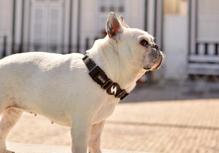 Dashi Colorflex Collar Black – Waterproof Adjustable Collar, Durable Flexible Material, Size S