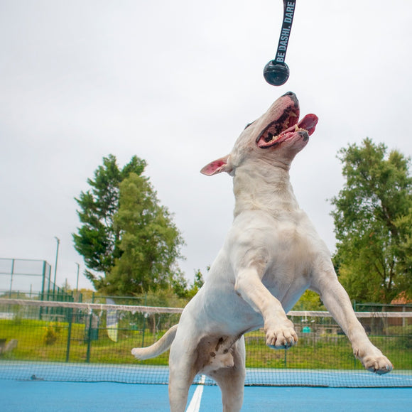 Dashi Black Rubber Ball 7cm – Durable Tug Toy with Reinforced Tape Handle