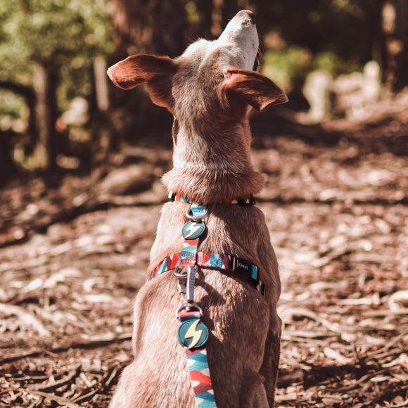 Dashi Mojo Back Harness – Adjustable Guard Harness with Colorful Wave Pattern, XS Size