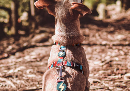 Dashi Mojo Back Harness – Adjustable Guard Harness with Colorful Wave Pattern, XS Size