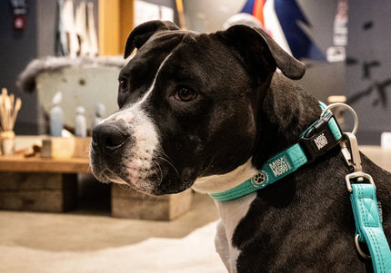 Max&Molly GOTCHA! Smart ID Matrix 2.0 Turquoise Collar – QR Tag, Adjustable, Small Size