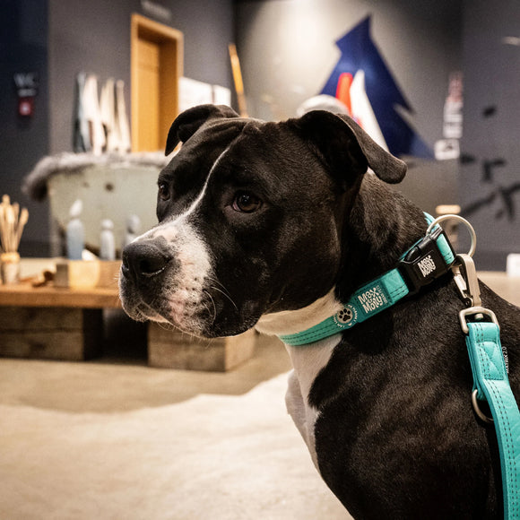 Max&Molly GOTCHA! Smart ID Matrix 2.0 Turquoise Collar – QR Tag, Adjustable, Small Size