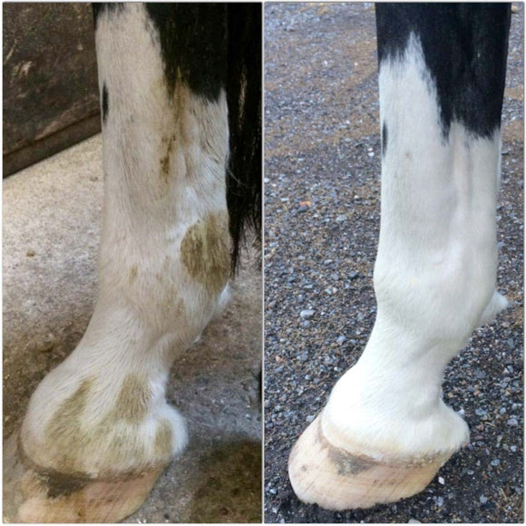 K9 Horse Sterling Silver Shampoo – Concentrated Formula for White and Silver Coats, 300ml