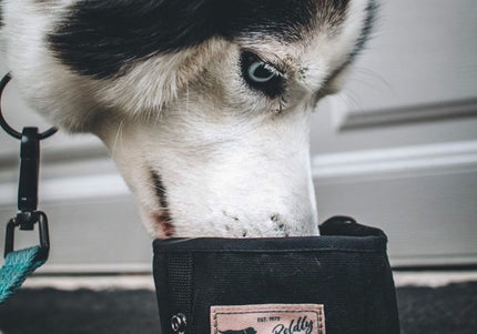 Hamilton Go Boldly Foldable Travel Bowl – Textile, Compact Design, Lightweight and Durable